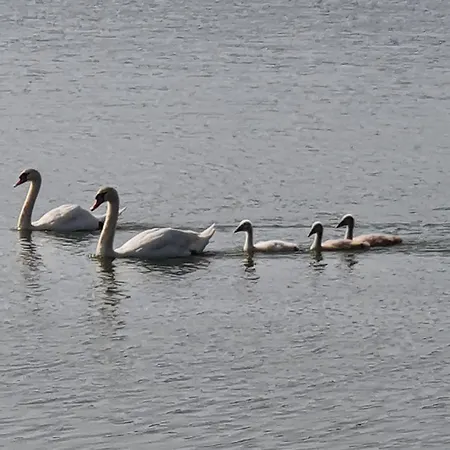 Apartmán Apartma Ob Jezeru Sveta Trojica v Slovenskih Goricah