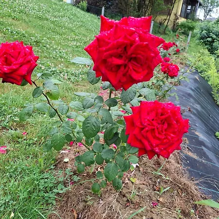 Apartament Apartma Ob Jezeru