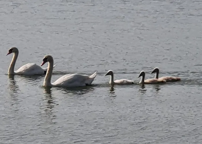 شقة Apartma Ob Jezeru Sveta Trojica v Slovenskih Goricah