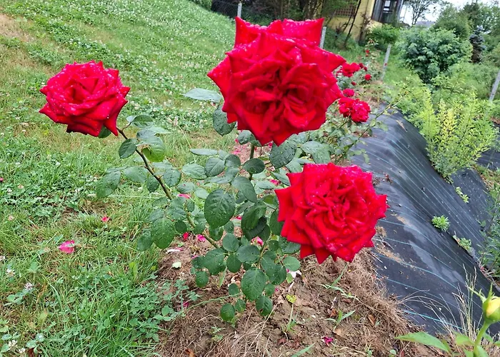 شقة Apartma Ob Jezeru